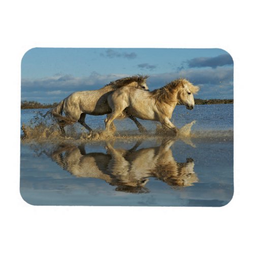 Camargue Horses and Reflection Southern France Magnet