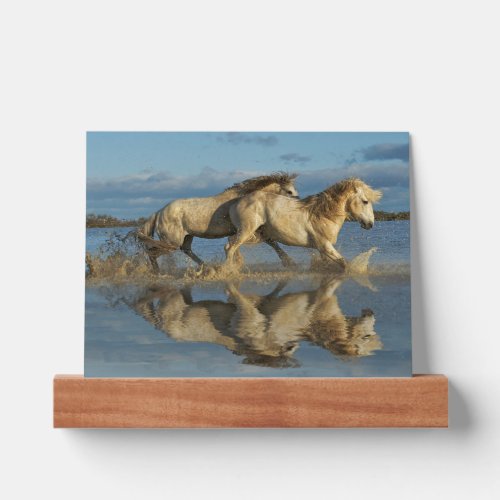 Camargue Horses and Reflection Southern France Picture Ledge