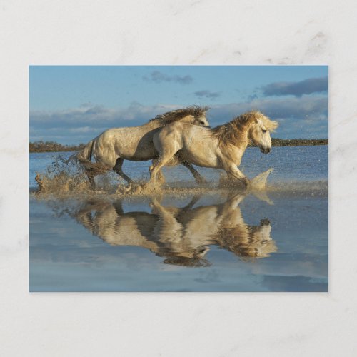 Camargue Horses and Reflection Southern France Postcard