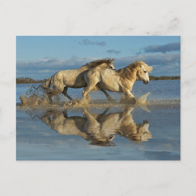 Camargue Horses and Reflection, Southern France Postcard (Front)