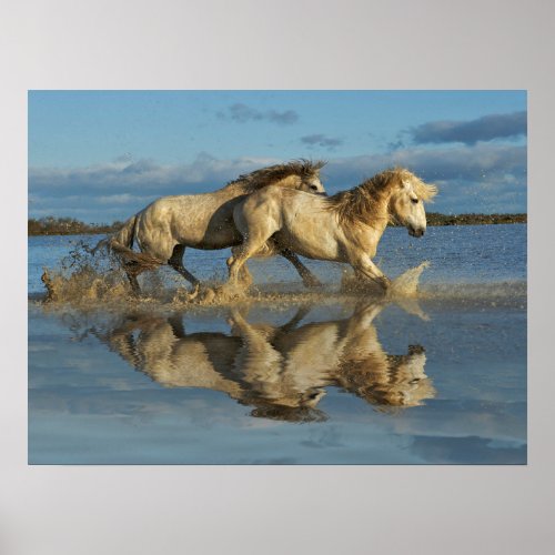 Camargue Horses and Reflection Southern France Poster