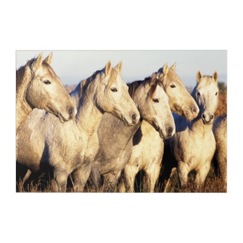 Camargue Horses Eguus caballus Acrylic Print