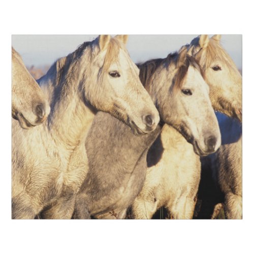 Camargue Horses Eguus caballus Faux Canvas Print