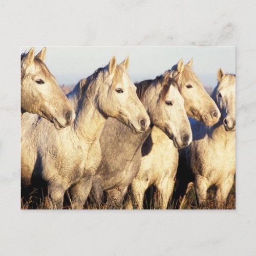 Camargue Horses Eguus caballus Postcard