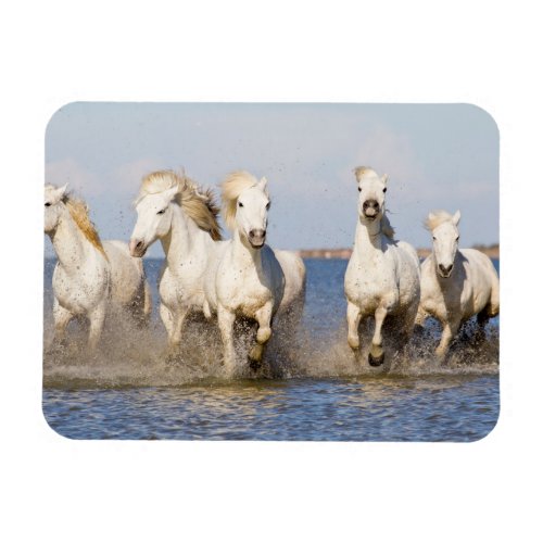 Camargue Horses Magnet