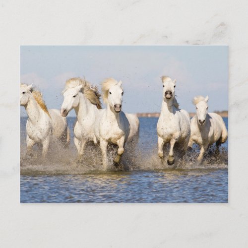 Camargue Horses Postcard