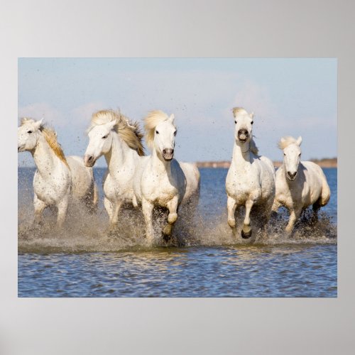 Camargue Horses Poster