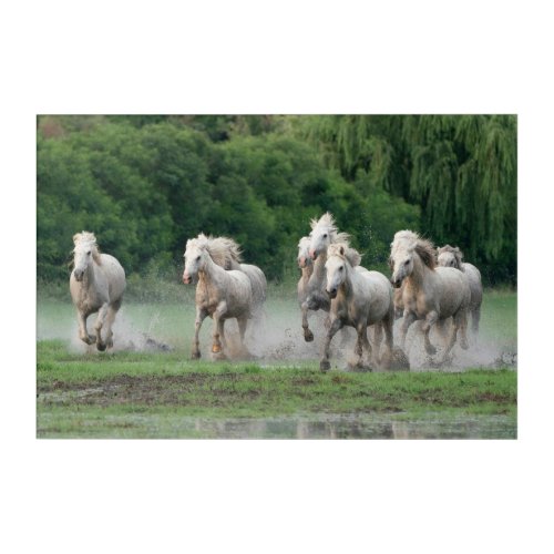 Camargue Horses Running in Water Acrylic Print