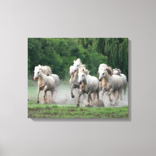 Camargue Horses Running in Water Canvas Print