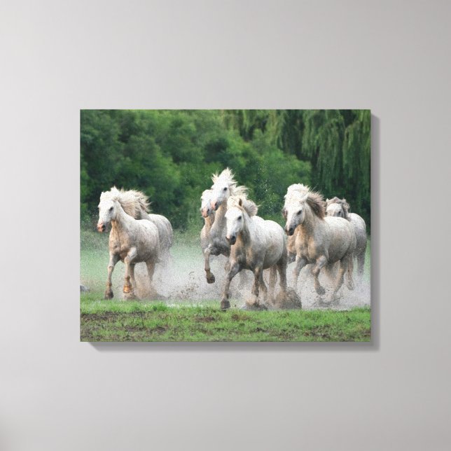 Camargue Horses Running in Water Canvas Print (Front)
