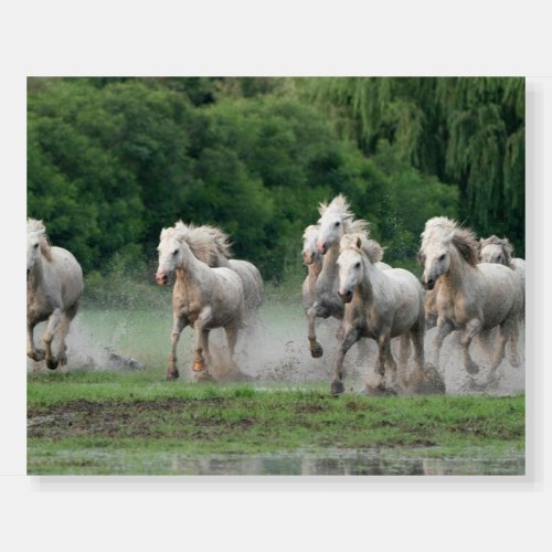 Camargue Horses Running in Water Foam Board