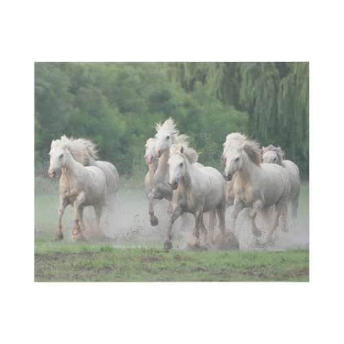 Camargue Horses Running in Water Gallery Wrap