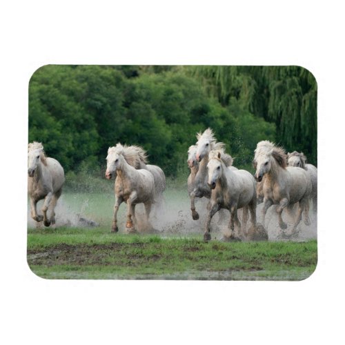 Camargue Horses Running in Water Magnet