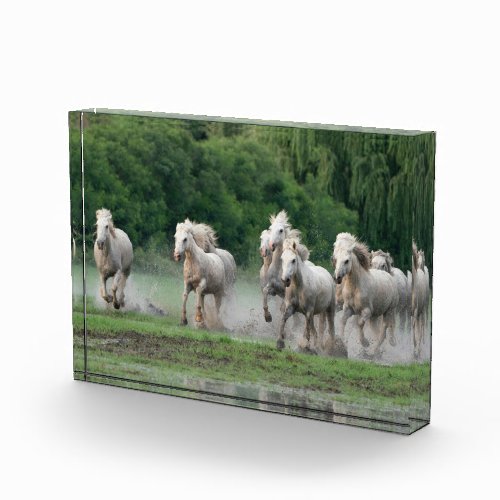 Camargue Horses Running in Water Photo Block