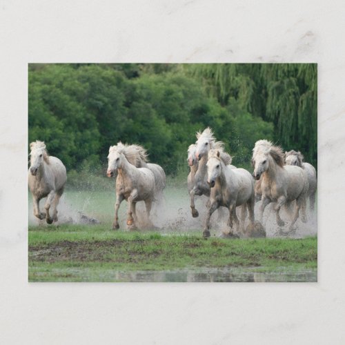 Camargue Horses Running in Water Postcard
