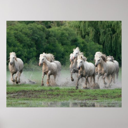 Camargue Horses Running in Water Poster