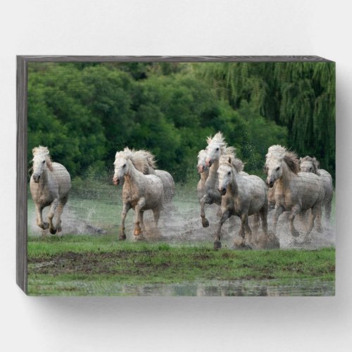 Camargue Horses Running in Water Wooden Box Sign