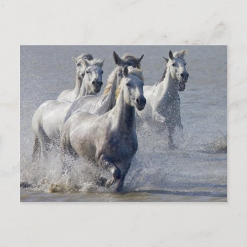 Camargue horses running on marshland to cross postcard