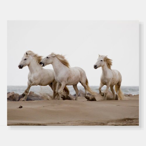 Camargue Horses Running on the Beach Foam Board