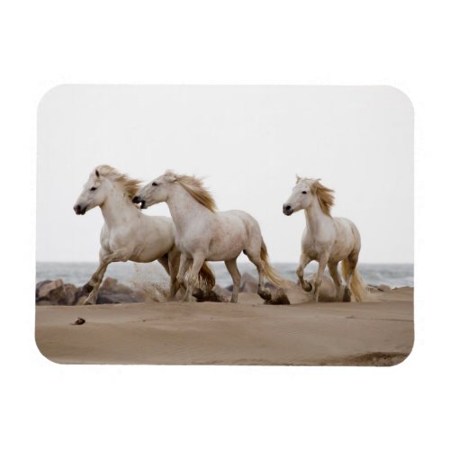Camargue Horses Running on the Beach Magnet