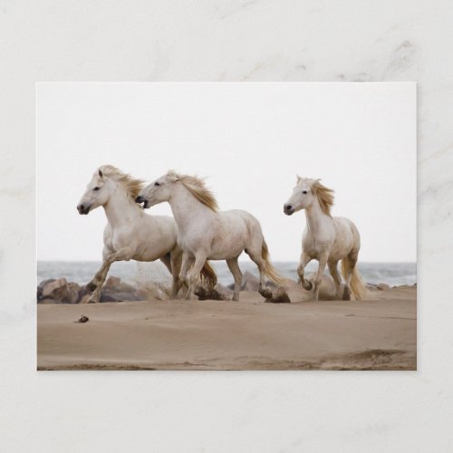 Camargue Horses Running on the Beach Postcard