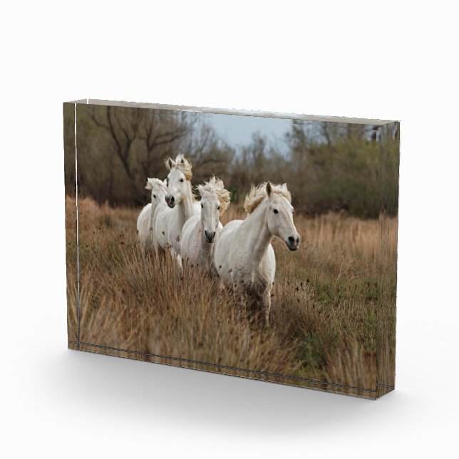 Camargue Horses Running Photo Block (Right)