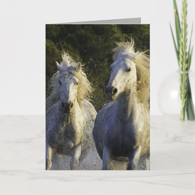 Camargue Spray Horse Greeting Card (Front)
