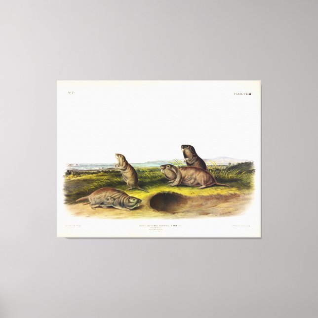 Camas Rat (Northern Pocket Gopher) by Audubon Canvas Print (Front)