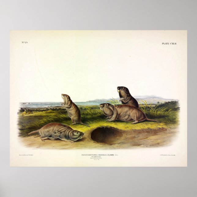 Camas Rat (Northern Pocket Gopher) by Audubon Poster (Front)