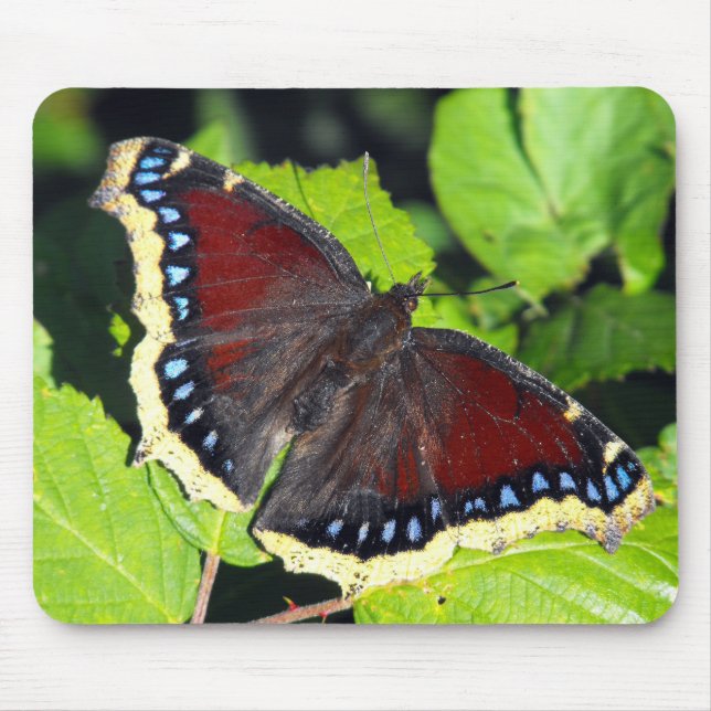 Camberwell Beauty or Mourning Cloak butterfly Mouse Pad (Front)
