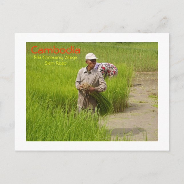 Cambodia-transplanting rice seedlings postcard (Front)