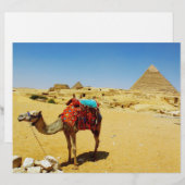 Camel (Front/Back)