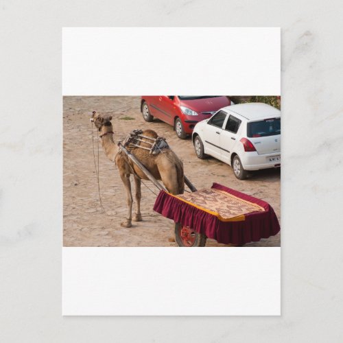 Camel and car postcard