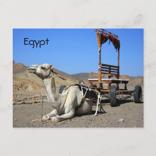 Camel and Cart _ Egypt Postcard