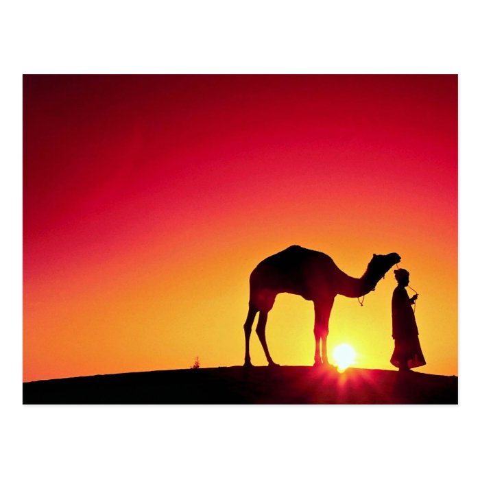 Camel and driver at sunset, India Postcards