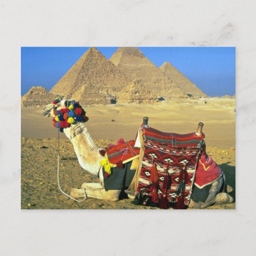 Camel and pyramids Cairo Egypt Postcard
