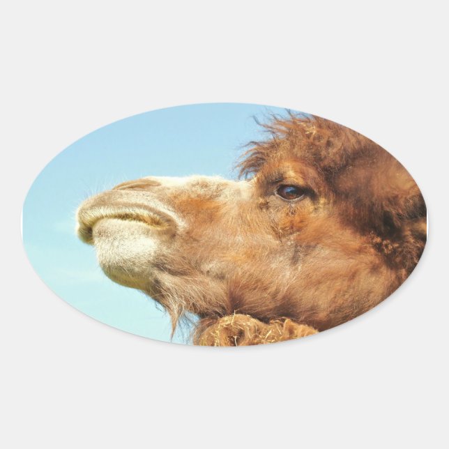 Camel Animal Portrait Photo Oval Sticker (Front)