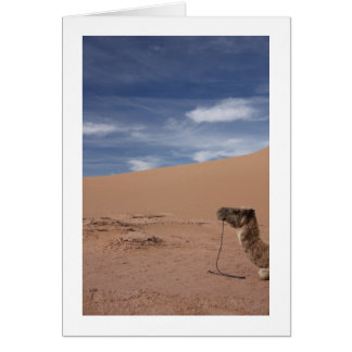 Camel at the Dunes Cards