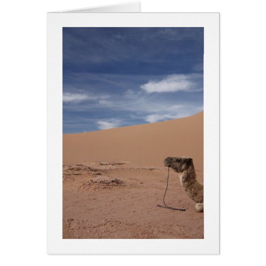Camel at the Dunes Cards (Front)