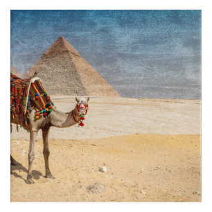 Camel at the Pyramids Acrylic Print