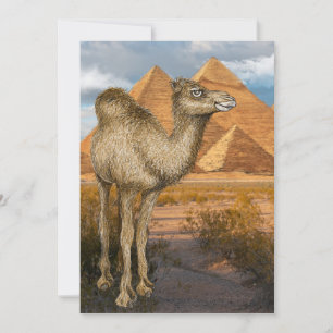 Camel at the Pyramids Invitation