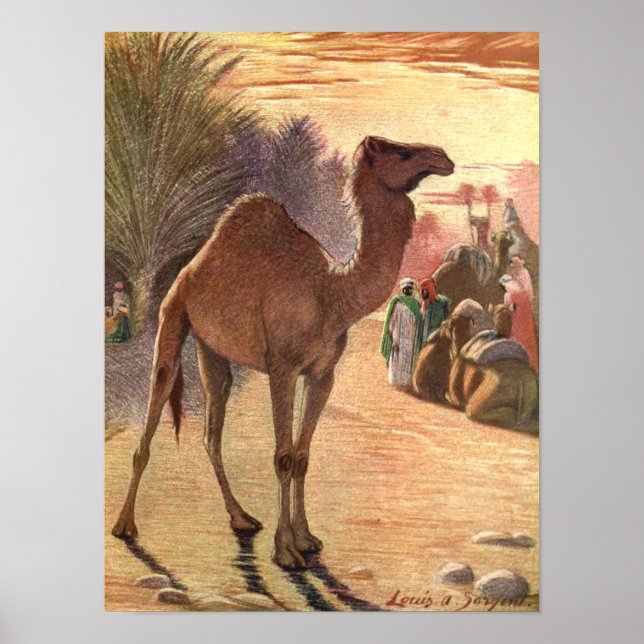 Camel by Louis Sargent, Vintage Wild Animals Poster (Front)