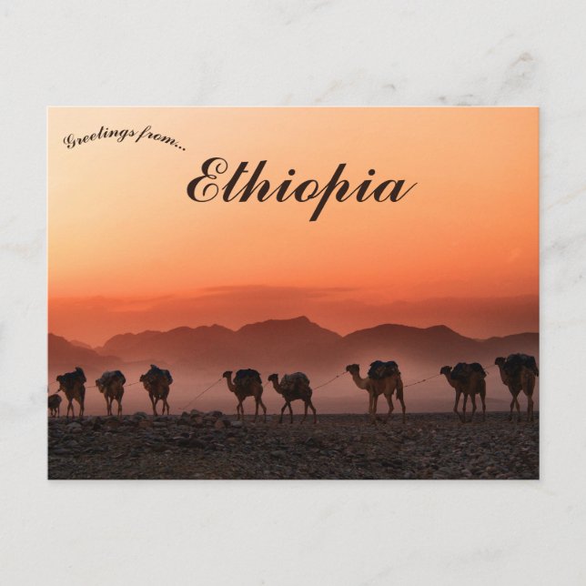 Camel Caravan in Dallol Ethiopia Postcard (Front)