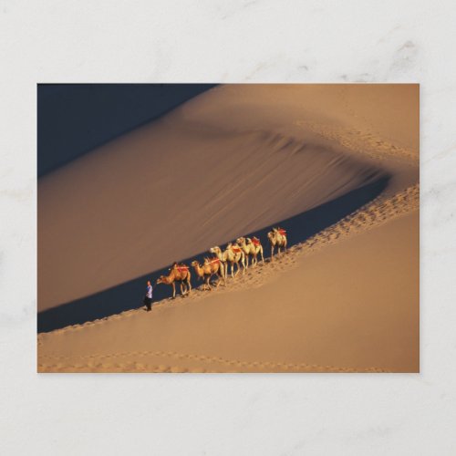 Camel caravan on the desert Dunhuang Gansu Postcard