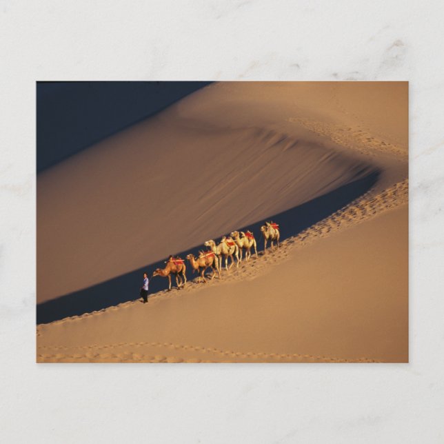 Camel caravan on the desert, Dunhuang, Gansu Postcard (Front)