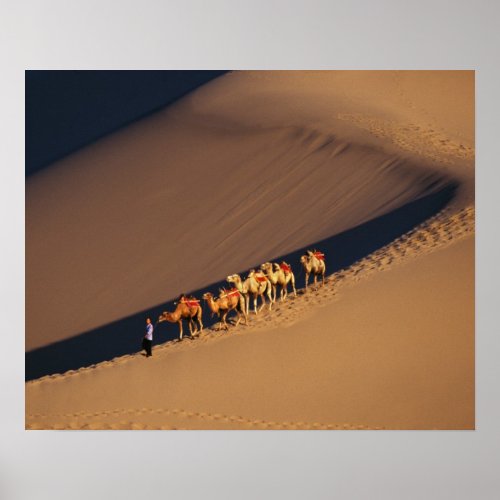 Camel caravan on the desert Dunhuang Gansu Poster