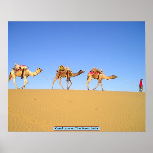 Camel caravan Thar Desert India Poster