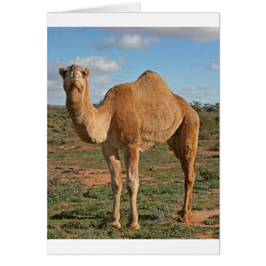 Camel Cards (Front)