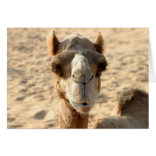 Camel Cards (Front Horizontal)