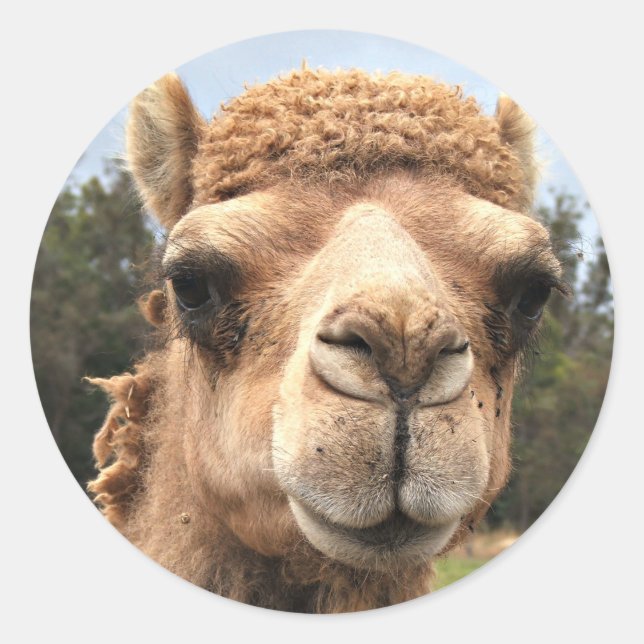 Camel Classic Round Sticker (Front)